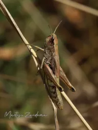 Krasser [Chorthippus paralellus]